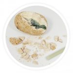 BUKI Felfedezés - Meglepetés dínó tojásban