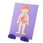 MierEdu Hordozható mágneses tábla, Emberi test