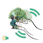 MierEdu Hangot adó 3D állatos puzzle, Páva