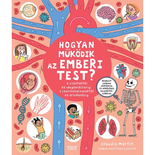 Hogyan működik az emberi test? – A csontoktól az idegrendszerig, a szervrendszerektől az érzékelésig