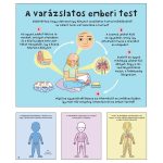 Hogyan működik az emberi test? – A csontoktól az idegrendszerig, a szervrendszerektől az érzékelésig